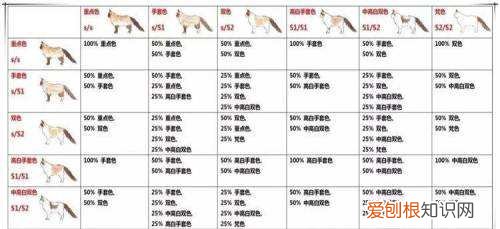 布偶猫繁育配色表,布偶猫繁殖配色表,布偶繁育花色配色表，布偶颜色配种对照表