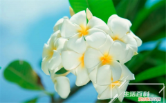 赫拉多肉怎么养 赫拉多肉是普货吗