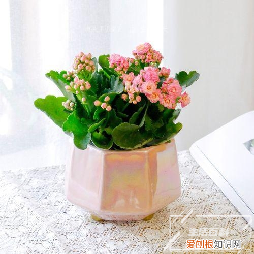 赫拉多肉怎么养 赫拉多肉是普货吗