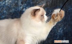 布偶猫不爆毛怎么回事 布偶猫不爆毛的原因