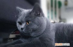 英短蓝猫一岁大概多重 英短蓝猫一岁的体重
