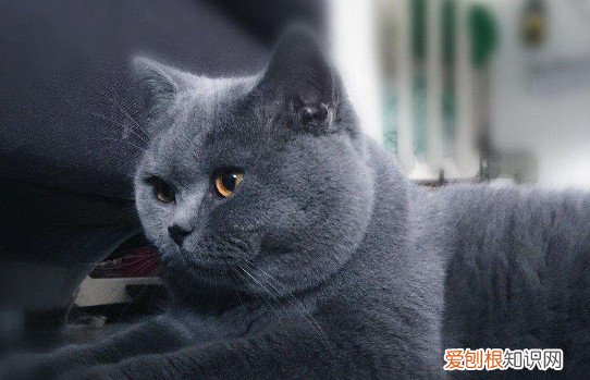 英短蓝猫一岁大概多重 英短蓝猫一岁的体重