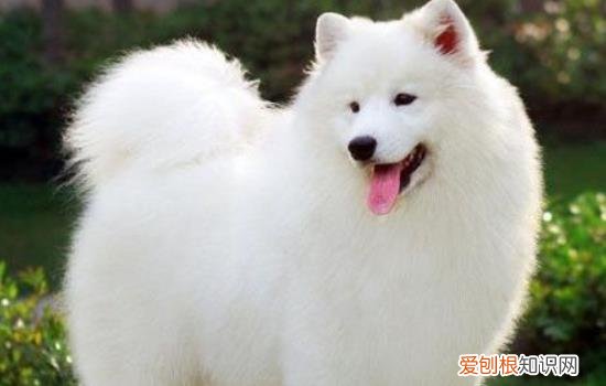 打了萨摩耶会不会记仇，打了萨摩耶会不会记仇呀