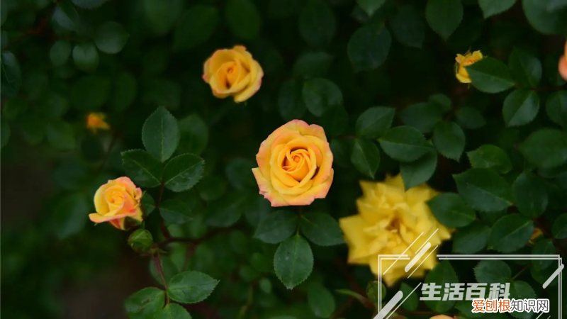 生石花几天浇水 生石花上盆后多久晒太阳