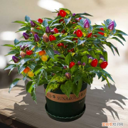 鲁冰花种植方法和注意事项 鲁冰花种植方法和时间温度