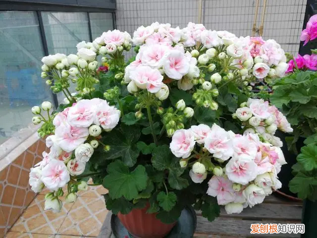 鲁冰花种植方法和注意事项 鲁冰花种植方法和时间温度