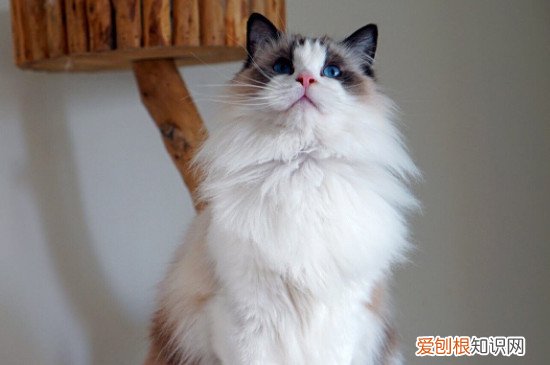 成年布偶猫认主人吗 成年布偶猫是认主人的