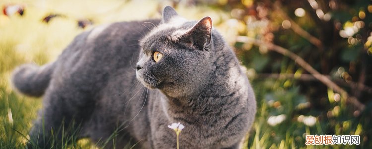 英国短毛猫发情表现,英短发情的表现,英国短毛猫发情的表现，英国短毛猫特征