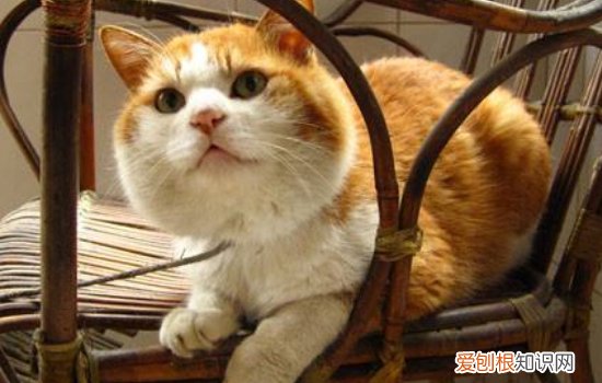 英短木模什么时候做绝育，英短要做绝育吗