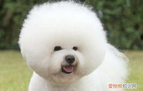 比熊耳朵毛发黄是不是不纯 比熊耳朵毛黄是不纯吗