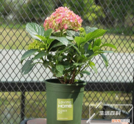 菠萝什么时候开花什么时候结果 菠萝几月份大量上市