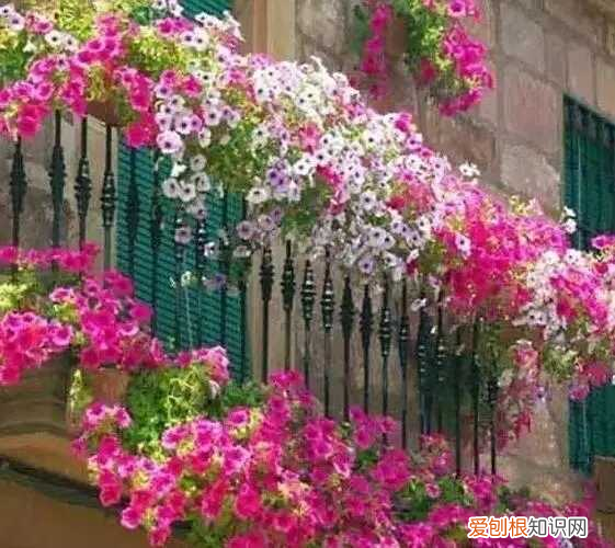 水仙花是什么时间开花 水仙花什么时候开花哪个季节