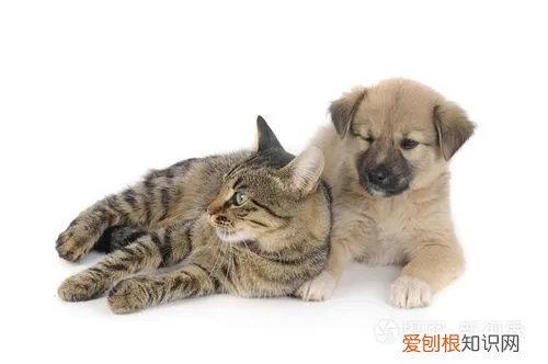 猫瘟吐和正常吐的区别 一个月的小猫吐了怎么回事