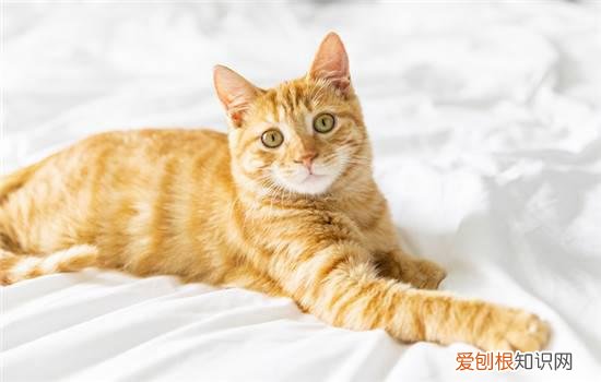 猫咪为什么早晨闹腾 猫咪早晨闹腾的原因