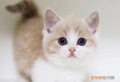 矮脚猫容易得心脏病吗 矮脚猫得心脏病可能性很大