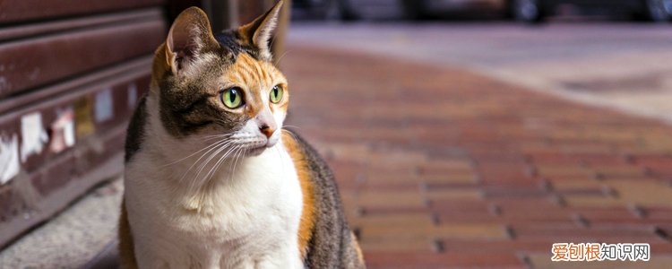 猫冬天发情吗,冬天猫会发情吗,猫冬天会发情吗，猫冬天发情吗,冬天猫会发情吗,猫冬天会发情吗