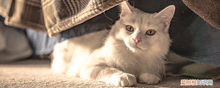 冬天猫身上有静电,猫咪冬天有静电,猫身上有静电，猫咪冬天身上很多静电