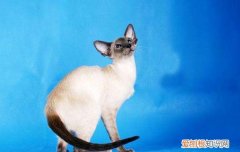 暹罗猫第一次生产需要多长时间,暹罗猫成产前的几小时征兆,暹罗猫生产完了一直叫怎么回事