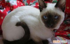 暹罗猫生宝宝要多久,暹罗猫几个月生宝宝,暹罗猫生宝宝