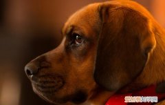 红犬长什么样 红犬有几种