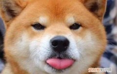 柴犬是什么类型 柴犬属于什么型犬