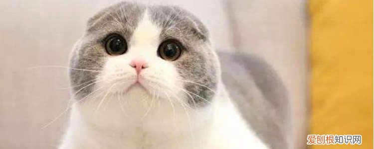 猫咪生完小猫乳房硬怎么回事,猫咪产后乳房有点硬,哺乳期的猫咪乳房很硬