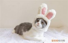 为什么猫越养越不亲人 猫越养越不亲人的原因