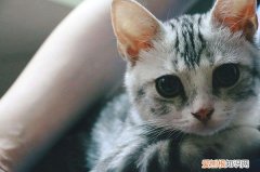 猫的尴尬期是什么意思 猫咪尴尬期的意思