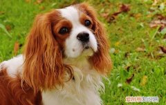 狗狗呕吐没精神不吃东西怎么办呀 狗狗呕吐没精神不吃东西怎么办