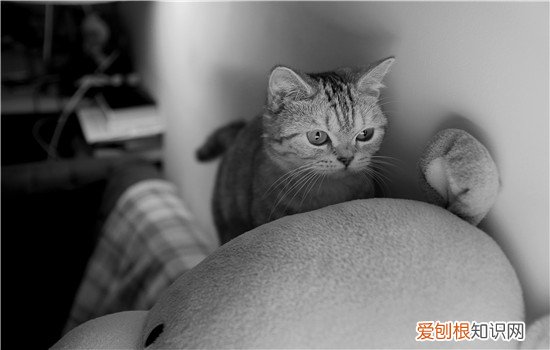 毛早产10天小猫能活吗,猫早产了小猫生下来就是死的,猫早产小猫很小怎么办