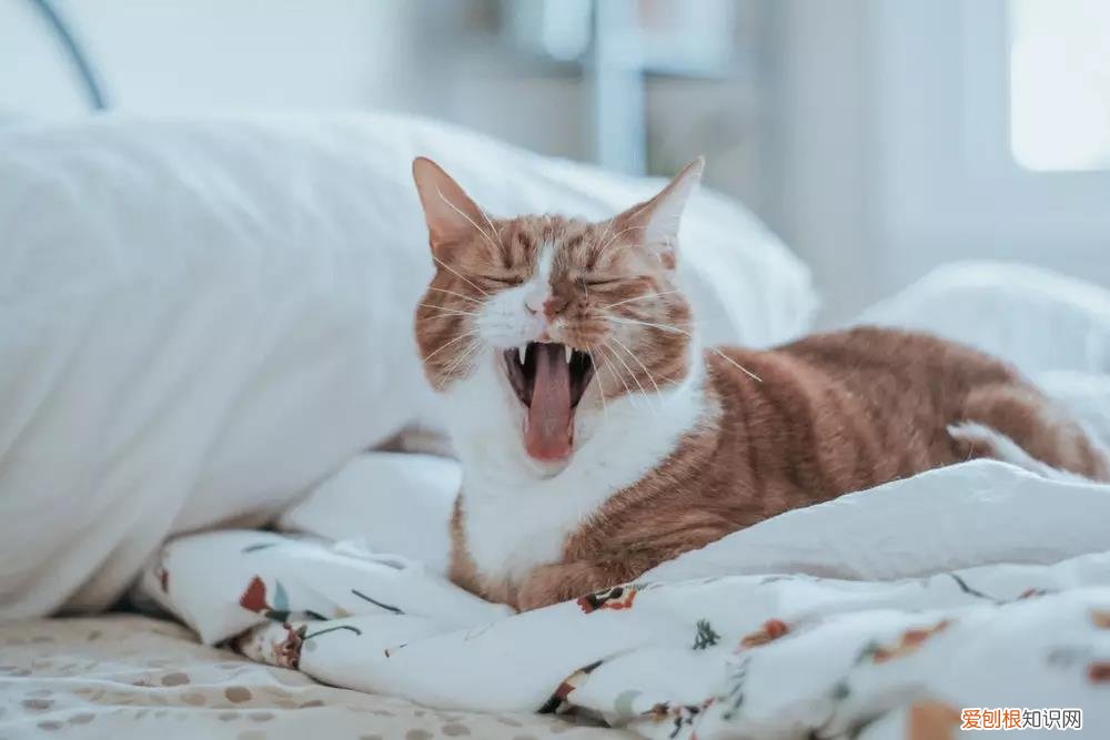 猫掉毛是什么原因 猫掉毛会秃吗