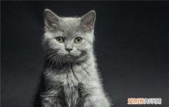 英短蓝猫的粘人吗 英短蓝猫粘人的表现