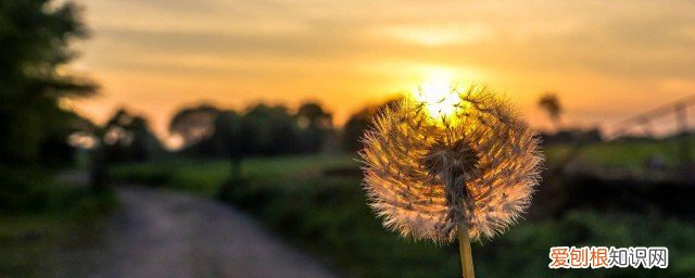 蒲公英的功效是什么?山楂的功效是什么? 蒲公英的功效是什么