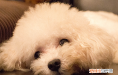 泰迪爱叫怎么办，泰迪爱叫怎么办还是不爱动的聪明