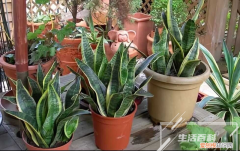 阳台冬天适合养的花和植物 阳台冬季养的什么花