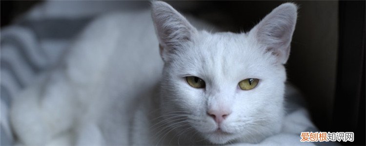 猫见红到生产一般多久,猫见红了还要多久生产,猫见红后多久生产，猫见红后多久会生