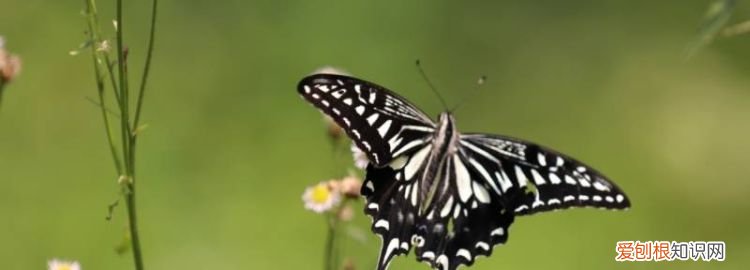 蝴蝶的触角像什么一样 白蚁的触角像什么