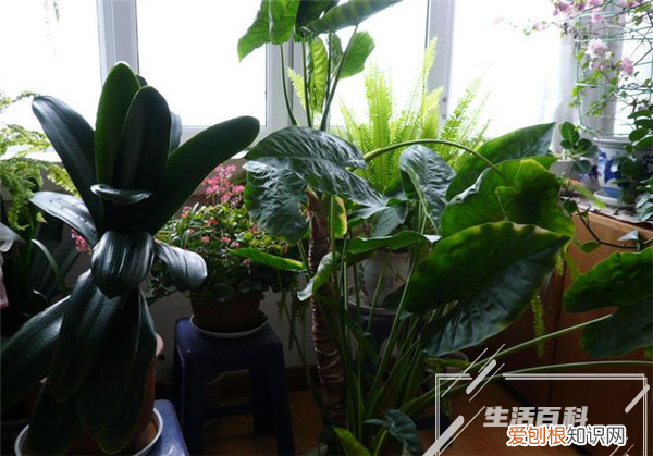 栀子花冬天能不能冻死 栀子花冬天放在室内还是室外