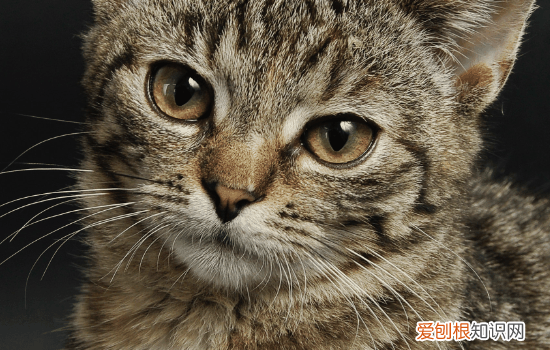 猫咪吃了蟑螂会不会有事 猫咪吃蟑螂会不会生病