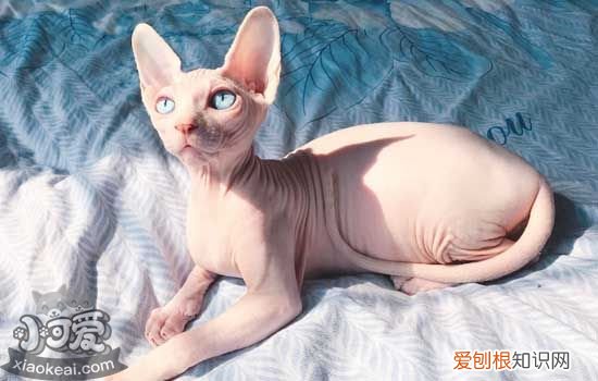 无毛猫怀孕多少天生小猫,猫怀孕一般多少天生,母猫怀孕多少天生小猫