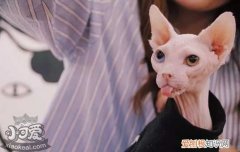 无毛猫怀孕几个月生产,,猫怀孕一般多少天生,母猫怀孕多少天生小猫