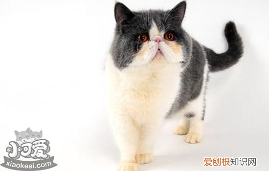 异国短毛猫生需要什么工具,猫生产需要准备什么,猫生产要准备什么东西