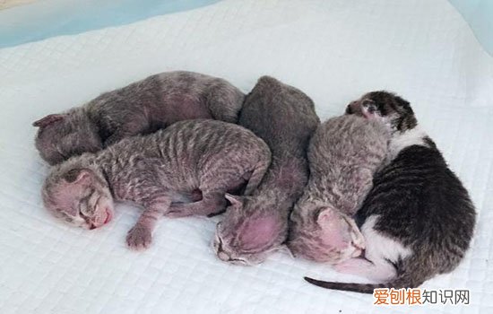 猫下崽的时候肚子有什么变化吗,猫生产前肚子怎么样,母猫生产肚子下垂