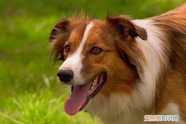 越打越凶的狗怎么教，狗狗越打越凶继续打吗