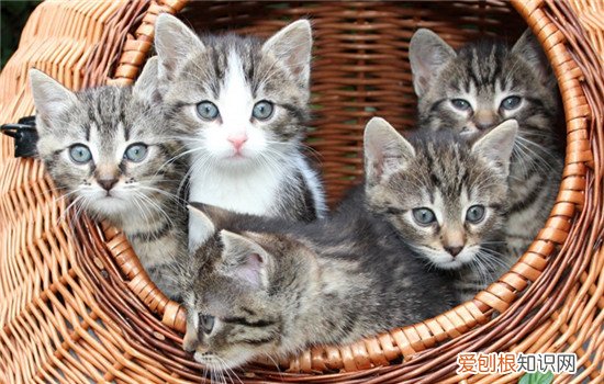 猫难产的表现,猫难产的原因有哪些,猫难产几率大吗，猫难产是什么原因