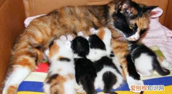 母猫给小猫断奶的表现,母猫断奶需要注意什么,母猫什么时候可以断奶