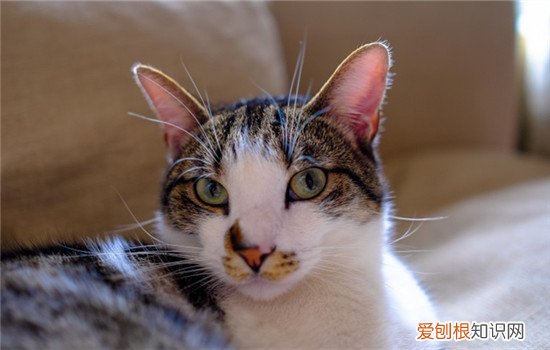 猫咪分娩前兆,猫咪分娩前流出液体,猫咪分娩前会叫吗，猫咪分娩前有什么征兆