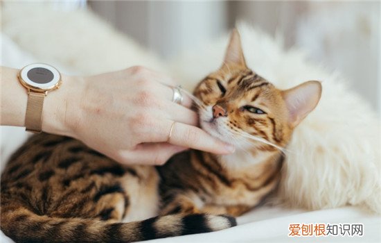 猫临产前的征兆,猫临产前一直叫,猫临产前几天的症状，猫产前几小时征兆