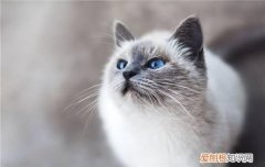 猫临产前的征兆,猫临产前一直叫,猫临产前几天的症状，猫产前几小时征兆