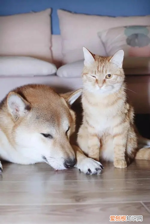 为什么绝育了的公猫还骑小母猫 绝育的公猫为什么还会骑公猫母猫